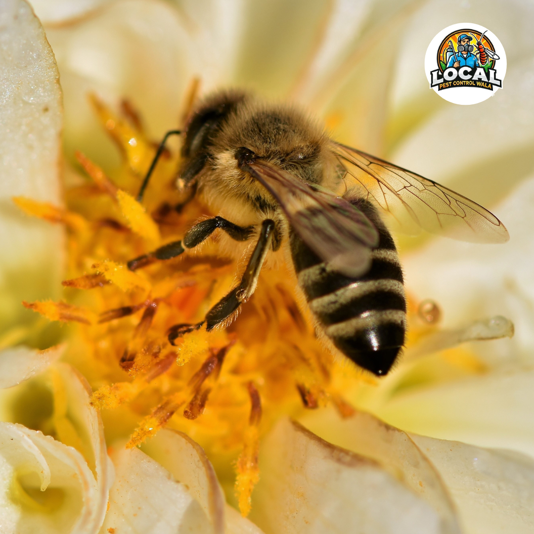 Honey Bees Control